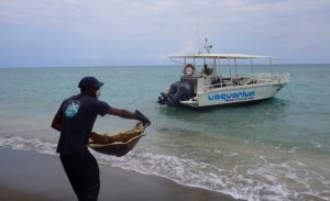 Ilot-Mtsamboro: Les restes d'une trentaine de tortues braconnees rejetees au large (Photo: REMMAT)