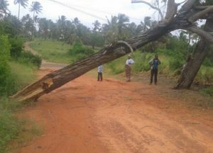 Un enfant écrasé par la chute d'un arbre dans un village du Mozambique, le 16 février 2017 lors du passage de Dineo