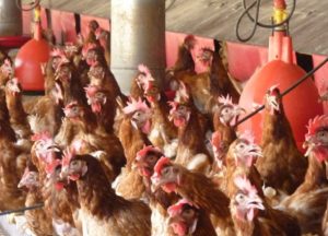 Poules à Mayotte
