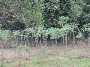Plantation de manioc