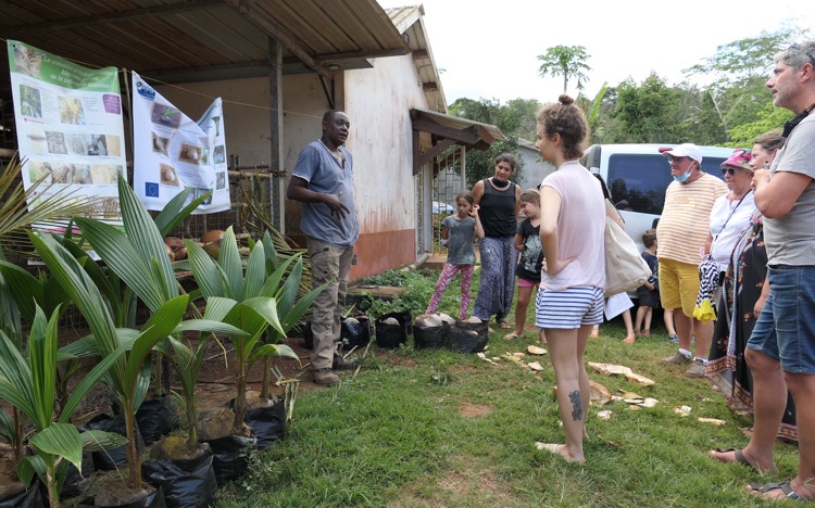 Cocotiers, Mayotte, Cirad, DAAF