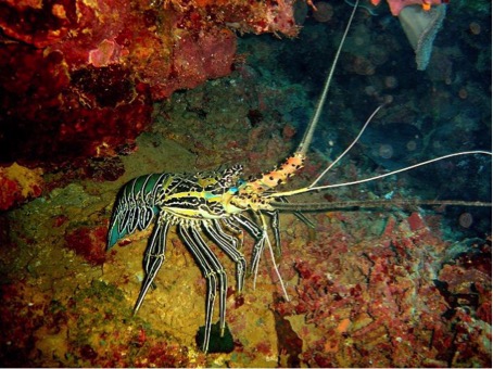 Langouste, Mayotte, Parc Naturel Marin
