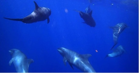 Péponocéphales, Parc naturel marin, Mayotte