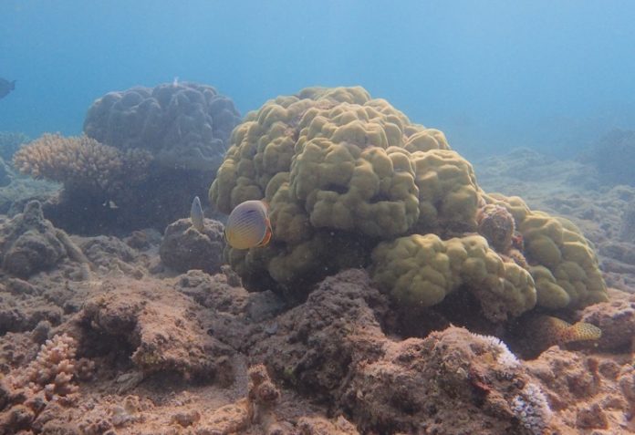 Corail, Mayotte, barrière