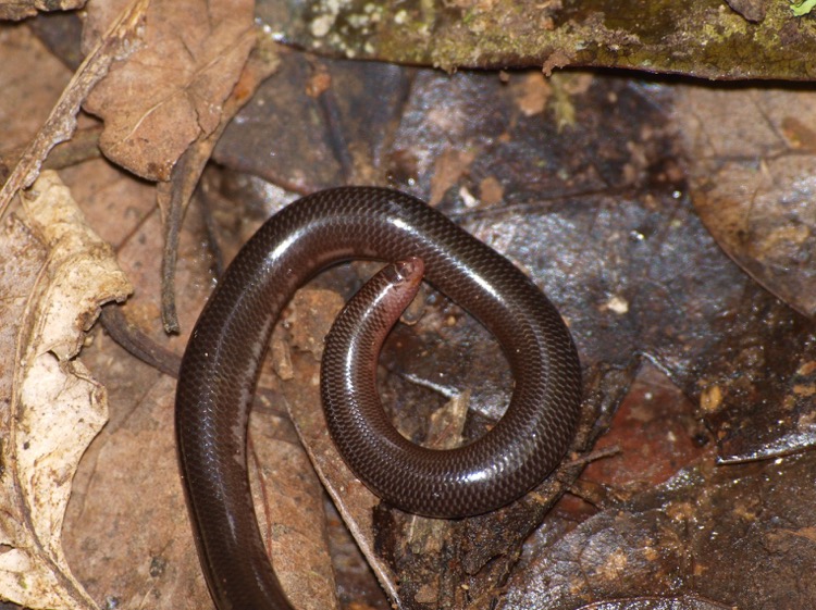 Une Nouvelle Espece De Serpent Endemique De Mayotte Le Journal De Mayotte Actualite