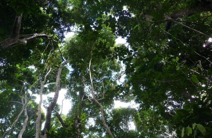 Réserve nationale des forêts, ONF, Mayotte, protection forte