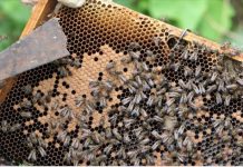 pollinisateurs, apiculture, Mayotte