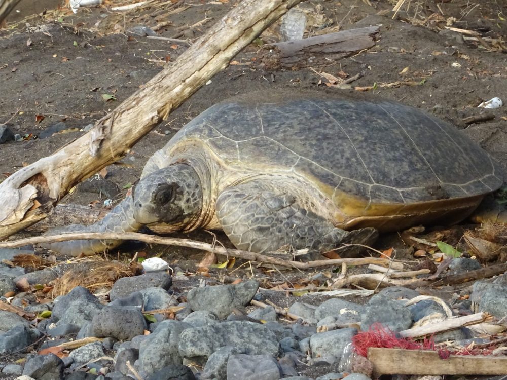 Tortues, Mayotte