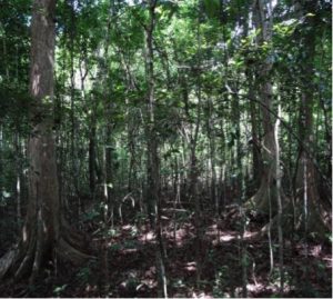 Forêt, Mayotte, 
