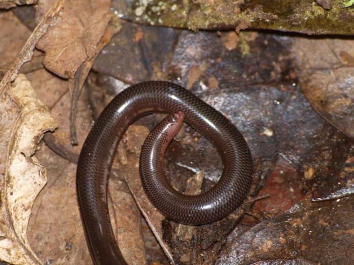 Serpent, Mayotte