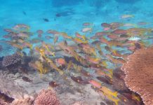 Parc naturel Marin, UNESCO, Mayotte