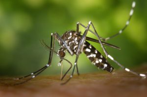 Dengue, santé, moustique 