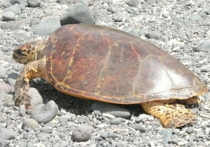 Tortue, Mayotte