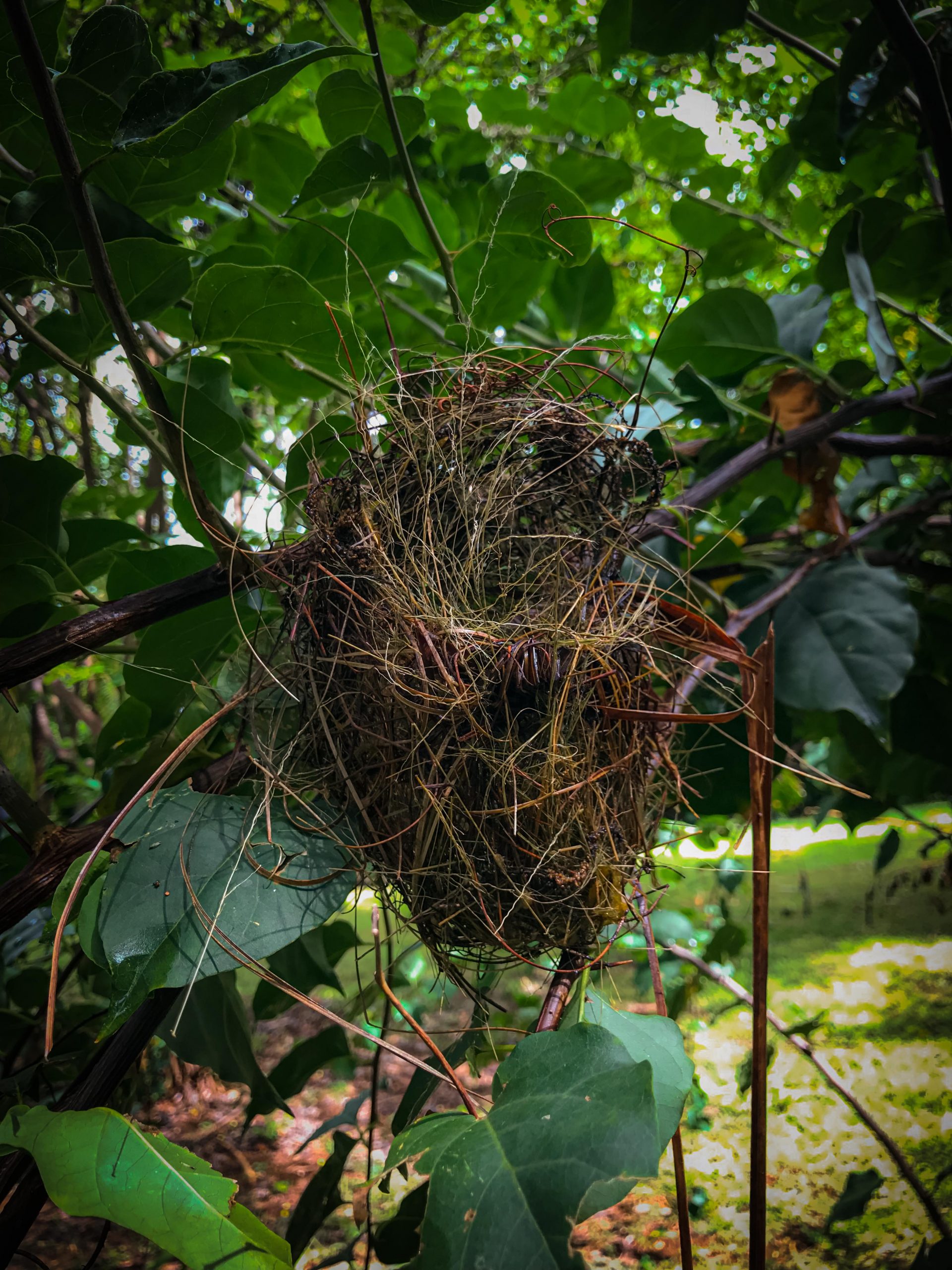 L'oiseau du mois : la Chouette effraie « GEPOMAY – Oiseaux de Mayotte