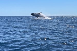 Baleine, Mayotte,