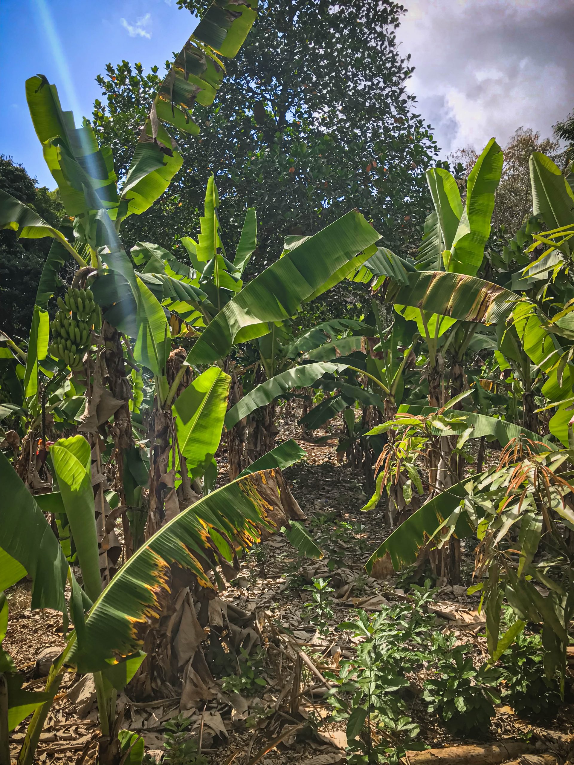 Mayotte, forêt, biodiversité, CCPT, appel à projets,