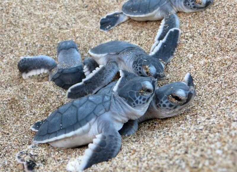 Mayotte, tortues, centre de soins, protection,