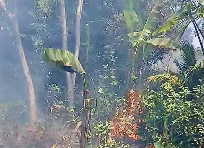 écobuage, Mayotte, brûlis, UICN, forêt, déforestation