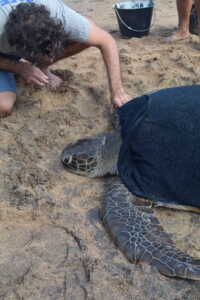 Mayotte, Kaz’a Nyamba, tortues marines, centre de soins, protection,