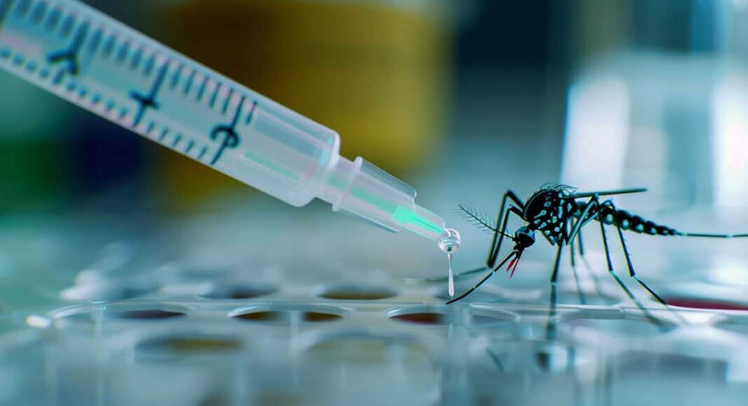 Mayotte, dengue, vaccin, santé, haute autorité de santé, OMS, ONU,