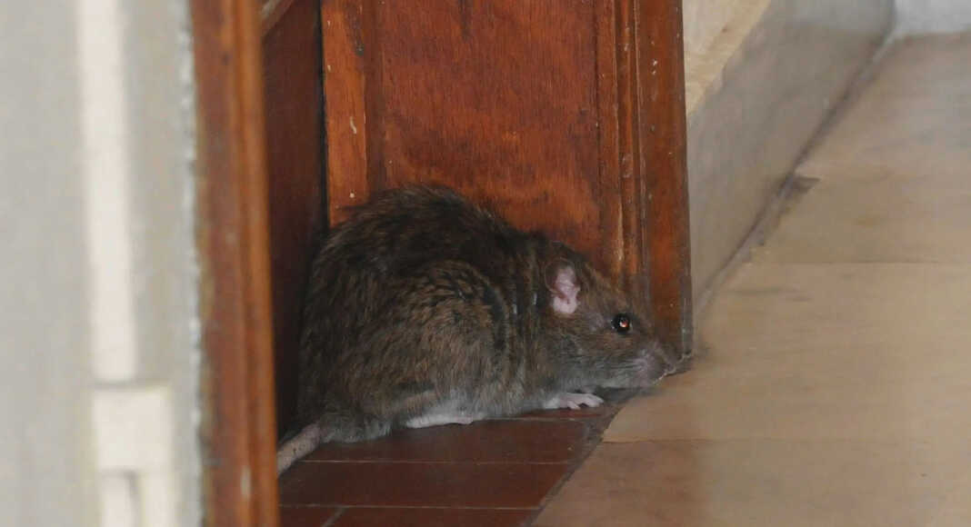 Mayotte, leptospirose, santé publique france,