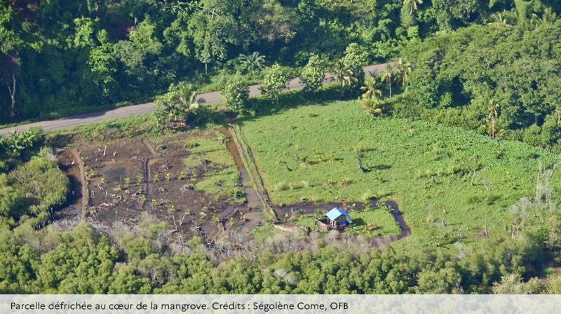 Mangrove, OFB, Mayotte