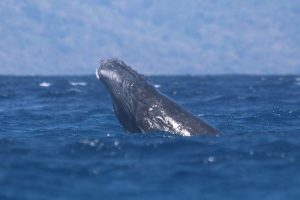 Mayotte, saison des baleines, baleines à bosse, pêche au krill, canicule sous-marine