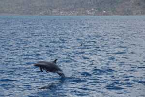 Mayotte, plongée, cyclone, Chido, lagon, tombant, dauphin,