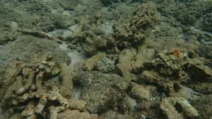 Mayotte, plongée, cyclone, Chido, lagon, tombant,