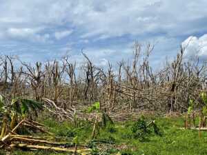 Mayotte, nature dévastée, Cyclone Chido, environnement, arbres cassés, dégâts,