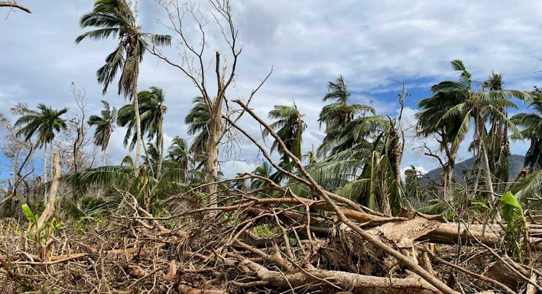 Mayotte, nature dévastée, Cyclone Chido, environnement, arbres cassés, dégâts,