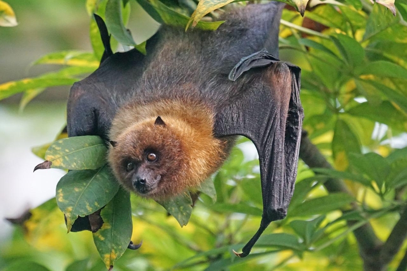 roussette, chauve-souris, protection, environnement