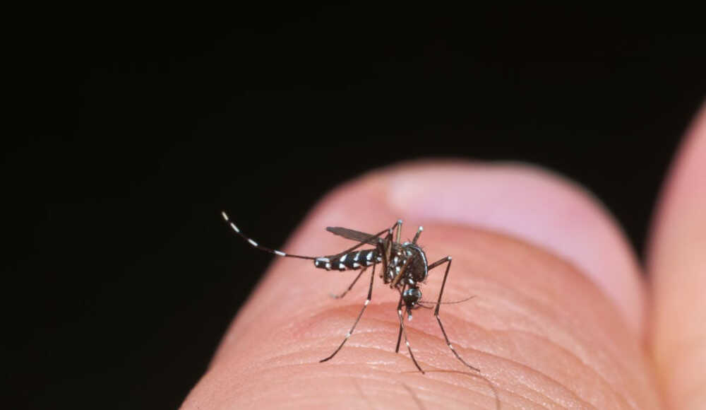 La Réunion, Mayotte, moustique, chikungunya, moustique tigre, épidémie,