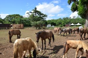Centre équestre, Hajangoua, musada, Chido, chevaux, Mayotte