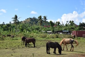 Centre équestre, Hajangoua, musada, Chido, chevaux, Mayotte