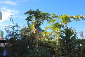 La Réunion, portrait, Le Tuléar, chambres d'hôtes, Tahéra Vally,