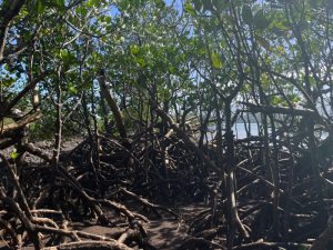 CAGNM, environnement, subvention, nord, association, Mayotte
