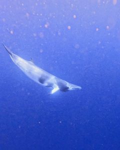Baleine de Minke naine, mammifère, baleine, Mayotte