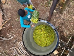 Jardin d'Imany, visite, tourisme, exploitation agricole, ylang ylang, Mayotte