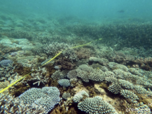 Mayotte, corail, Parc naturel marin de Mayotte, Chido,