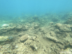 Mayotte, corail, Parc naturel marin de Mayotte, Chido,