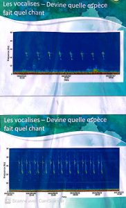 Mayotte, mammifères marins,