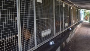 Arche d'Hélios, chiens, chats, errants, sauvetage, refuge, Mayotte