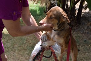 Arche d'Hélios, chiens, chats, errants, sauvetage, refuge, Mayotte