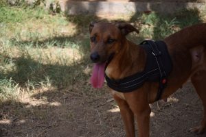 Arche d'Hélios, chiens, chats, errants, sauvetage, refuge, Mayotte