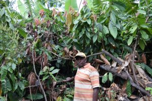Cacao, café, Banga au chocolat, Café Cacao Maoré, Mayotte