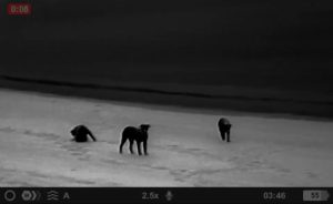 Tortues marines, chiens errants, collectif anti-braconnage, lettre, préfet, élus, biodiversité, Mayotte