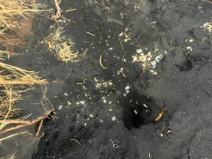 Tortues marines, chiens errants, collectif anti-braconnage, lettre, préfet, élus, biodiversité, Mayotte