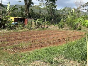 Mayotte, agriculture,