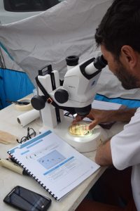 MNE, Océa Consult', cabot à nageoires rouges, rivières, Mayotte